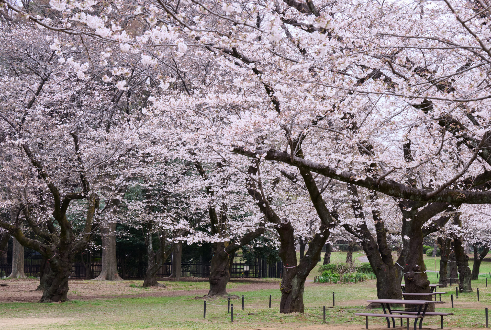 Poto of Yoyogi Park