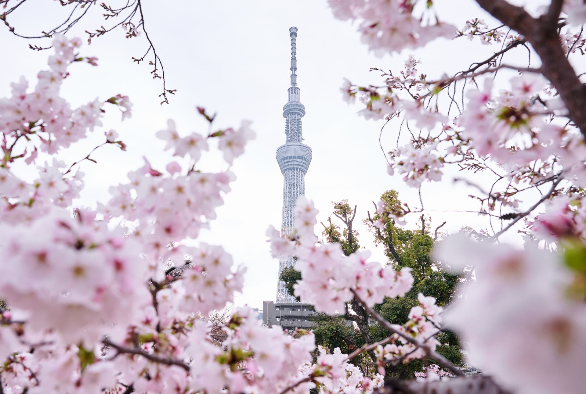 Poto of Sumida Park